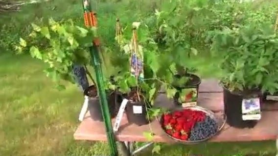Garden Guy: Tips for growing your own berries in Minnesota