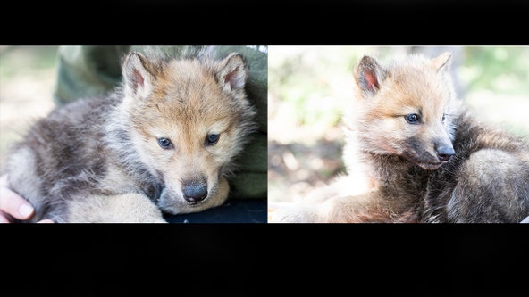 2 new wolf pups join pack at International Wolf Center