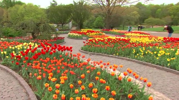 40,000 flowers in bloom at Minnesota Landscape Arboretum