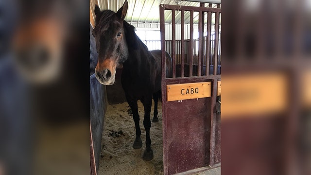 MPD horse 'Caballo' dies after more than a decade of service