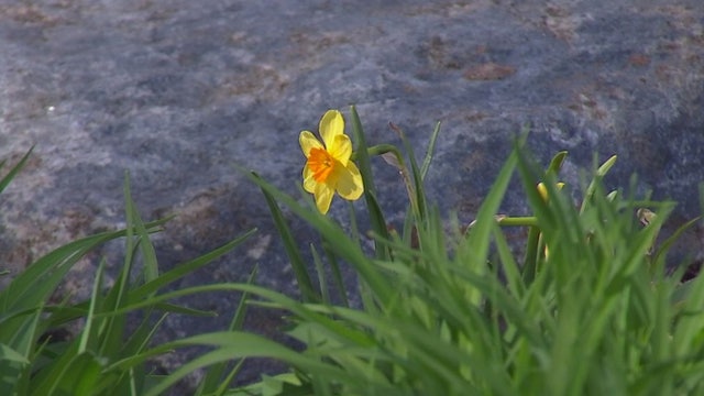 Allergies bothering you? It might be Minnesota's high pollen count
