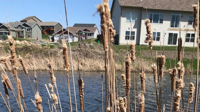 DNR asks public for tips after goose shooting in Watertown 'It's a public safety issue'