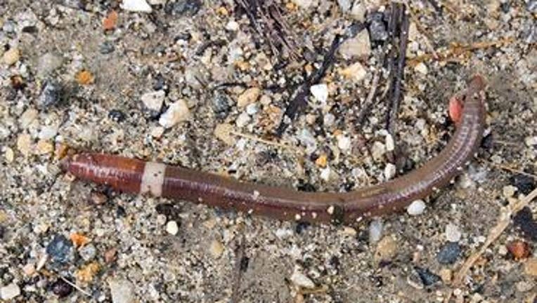 Invasive jumping worm