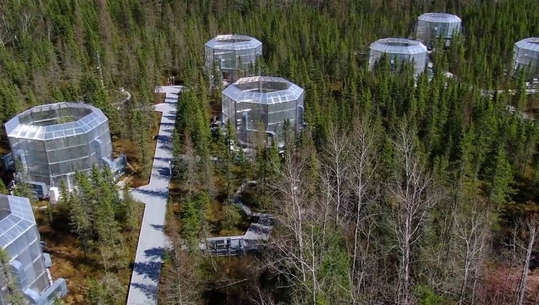 Clear pods in the middle of the forest