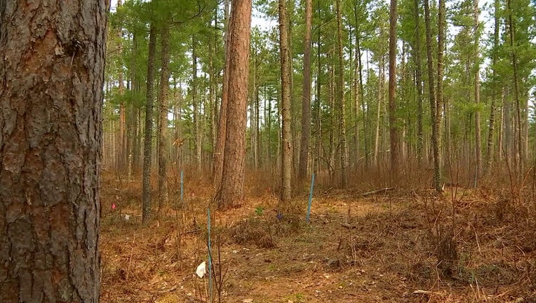 Red wood trees