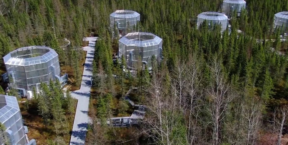 Experimental forests in northern Minnesota study the future