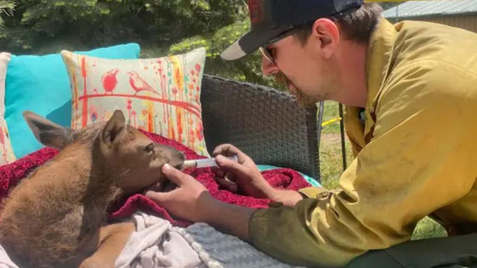 Crews-feed-a-baby-elk-after-rescue.jpg