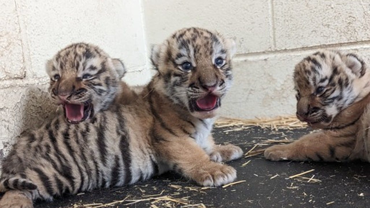 Mechanisch schetsen Voorzichtig Baby tigers born at the Minnesota Zoo