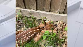 Leave baby deer alone, Minnesota DNR urges