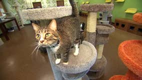 Cat cafe featuring adoptable felines opens in New Hope