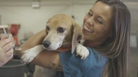 23 beagles rescued from breeding facility for animal testing will soon be ready for adoption