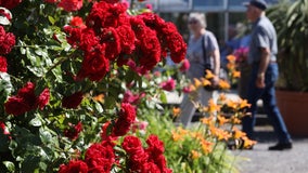 How to save money while gardening: Garden Guy