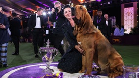 Bloodhound named Trumpet claims top prize at Westminster Kennel Club Dog Show