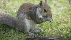 Squirrel knocks out power for thousands of Prior Lake residents