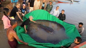 World's largest recorded freshwater fish: 660-pound stingray caught in Cambodia