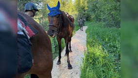 Deputies rescue horses that sank into bog in northern Minnesota