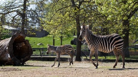 Como Zoo names baby zebra 'Aurora' after Minnesota's new sports team