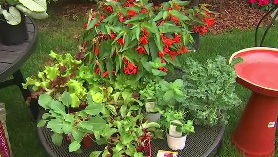 Garden Guy: Ideas for landscaping in the shade