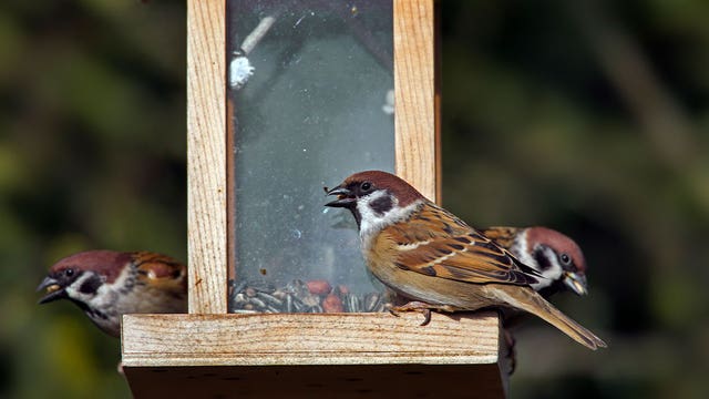 Raptor Center: Safe to put up bird feeders as bird flu cases drop