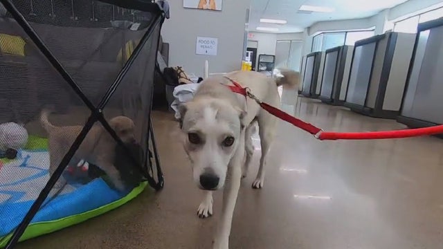 Returns of adopted pets in Minnesota increasing post-pandemic