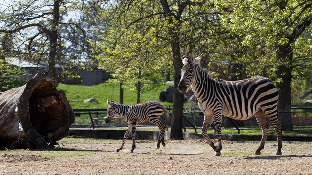 Como Zoo names baby zebra 'Aurora' after Minnesota's new sports team