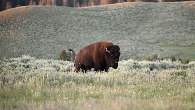 f46b0ecd-US-WILDLIFE-BISON