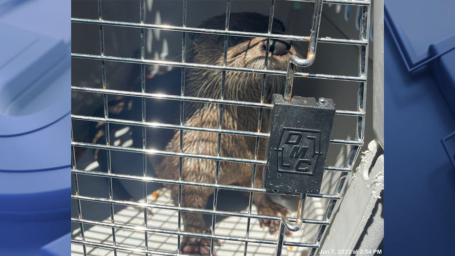 Otter found after going missing from Ochsner Park Zoo (Courtesy: Baraboo Police Department)