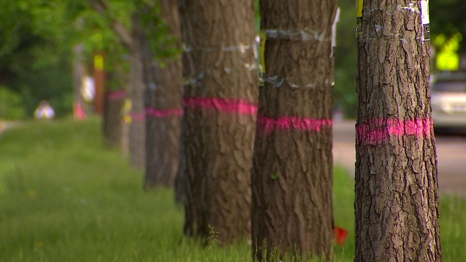 Tree designated for removal marked with paint