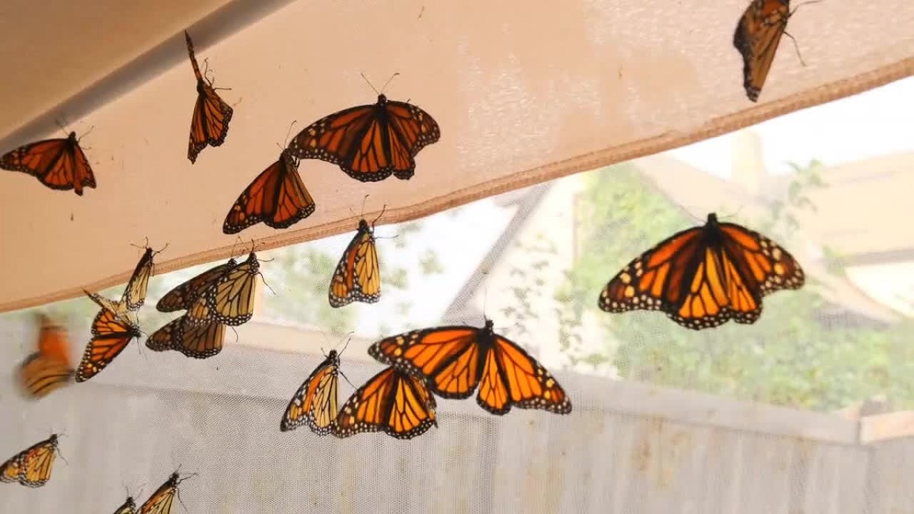 monark butter fly