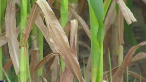 Farmers in the Minnesota River Valley struggle with drought