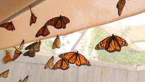 Minnesota organizations working to save monarch butterflies, now considered endangered