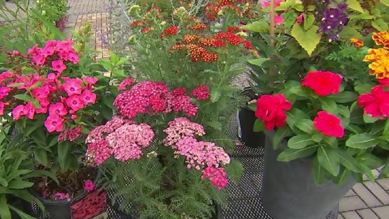 10 perennials to plant with long lasting booms