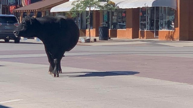 No bull: Cow gets loose and roams Main Street in Park Rapids, Minnesota