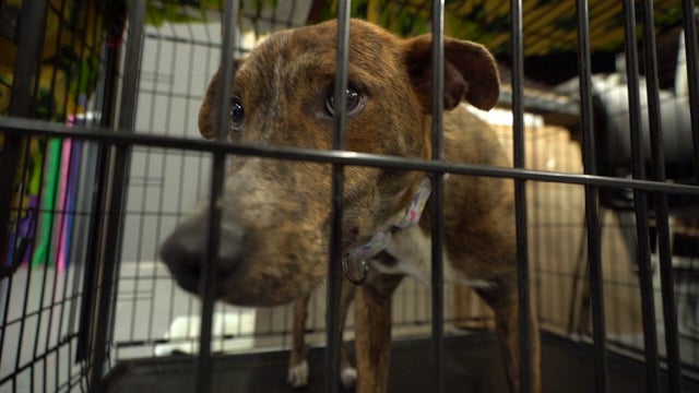 Minnesota cat, dog rescues desperately need foster, adoptive families