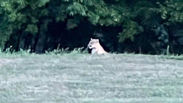 Cougar hit and killed by vehicle near Highway 13 in Shakopee