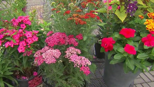 10 perennials to plant with long lasting booms