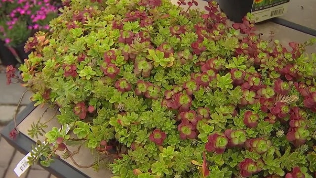 Underused landscape plants to make your yard look unique: Garden Guy