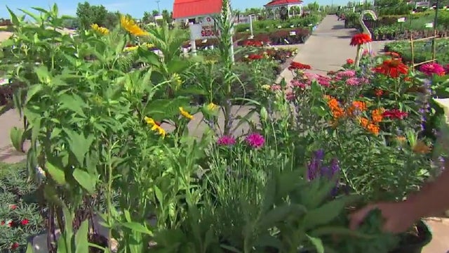 Attracting pollinators to your yard: Garden Guy