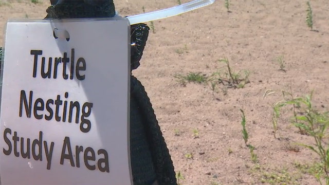 Minneapolis Park Board creates enclosed areas to protect nesting turtles on beaches