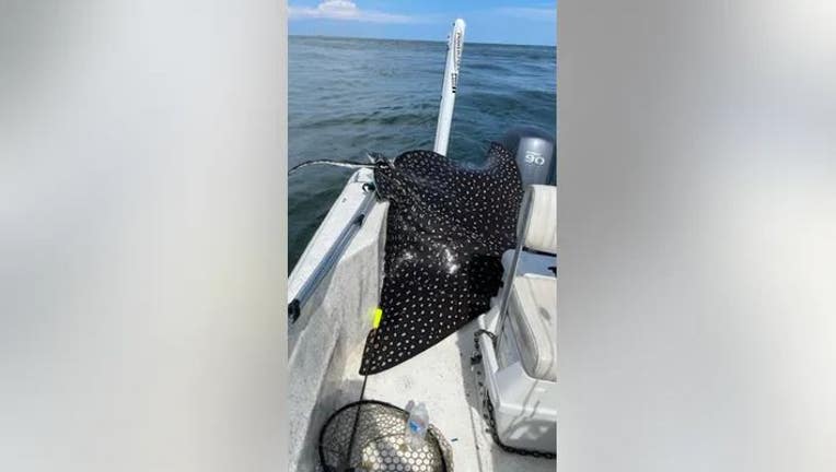 April-Jones-stook-this-picture-of-the-spotted-eagle-ray-that-landed-in-her-familys-boat-last-week-off-the-coast-of-the-Sand-Island-Lighthouse-near-Dauphin-Island-Alabama..jpg