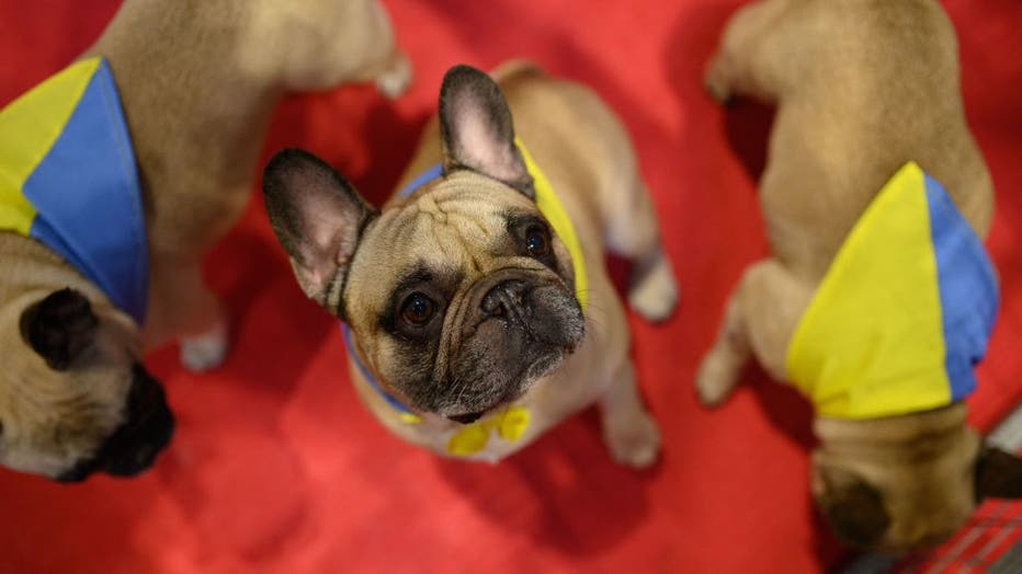 GETTY BRITAIN-ANIMAL-DOG-CRUFTS