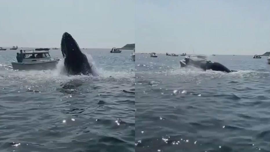 breaching-whale.jpg