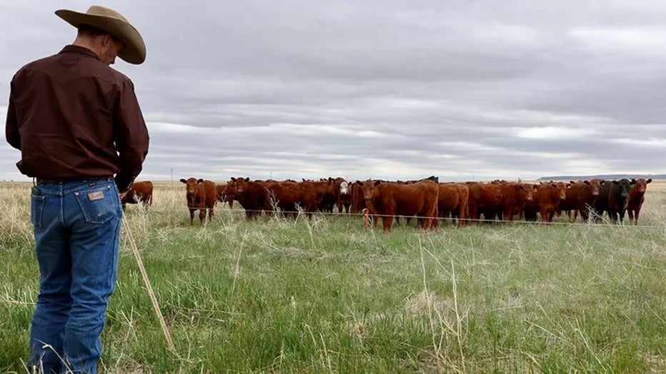 b95dd35f-cattle