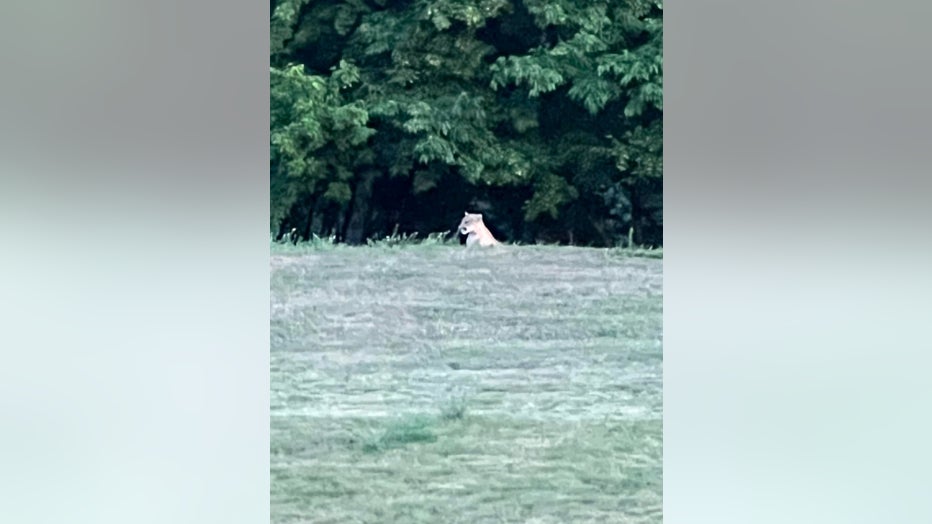 picture of cougar in grass