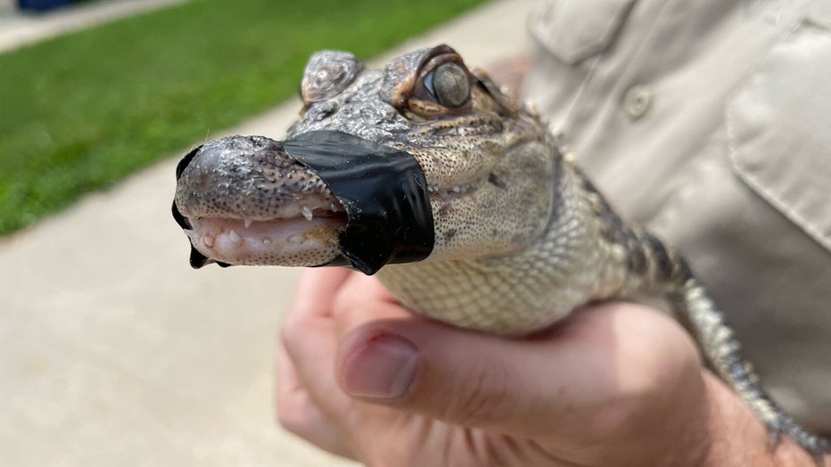 An alligator that was found in Fond du Lac County's Long Lake is seen July 6, 2022, at J&R Aquatic Animal Rescue in Menasha. (WLUK/Chris Schattl)