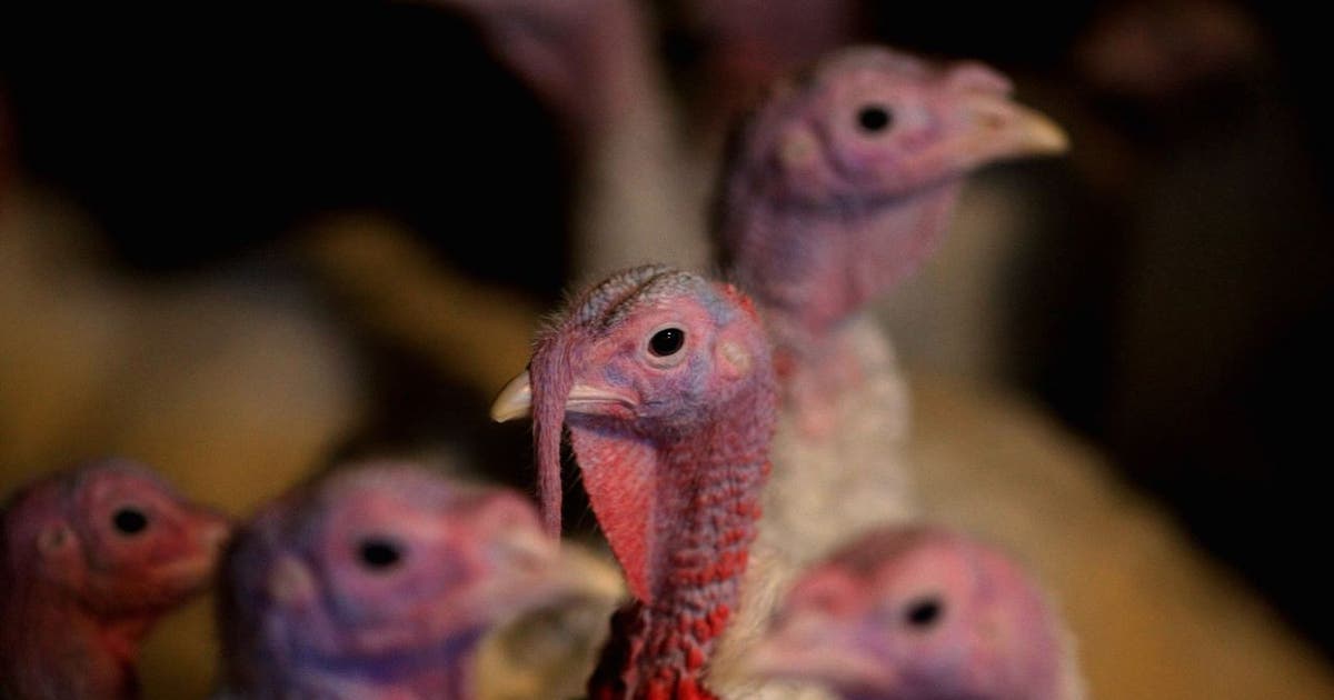 New bird flu cases confirmed in Minnesota months after last reported ...
