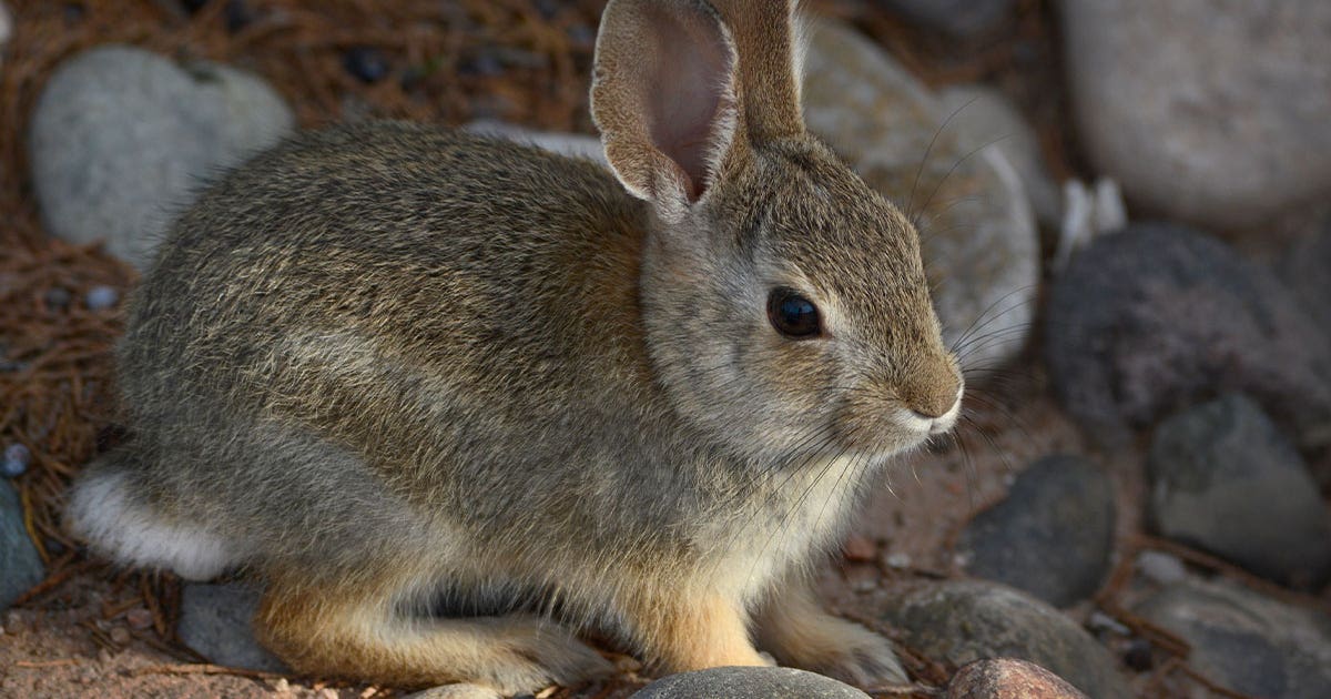 State of Minnesota warns of deadly rabbit disease found in Hennepin ...