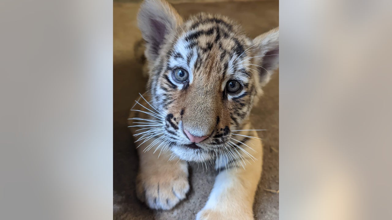 Minot zoo celebrates Amur tiger cubs with name, gender reveals