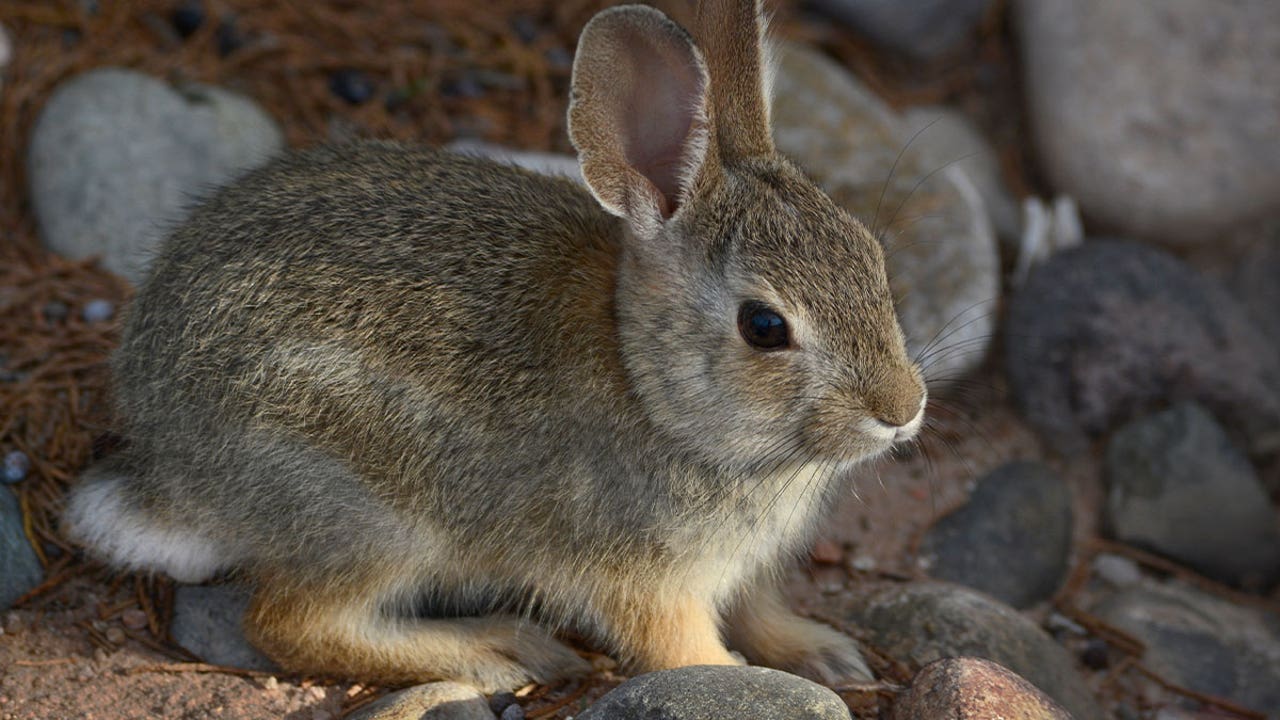 State of Minnesota warns of deadly rabbit disease found in Hennepin County