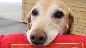 Public asked to help MSP bomb sniffing dog win TSA's 'Cutest Canine' contest